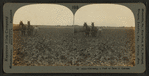 Cultivating a field of beets in Colorado.