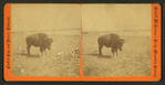 View of a Buffalo.