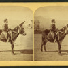 Mexican Burro, or Donkey.