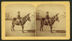 Mexican Burro, or Donkey.