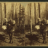 The forest pioneer.