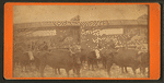 Oxen power, Maine scene.