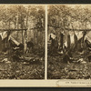 Trophies of the hunt in the Maine woods. [A deer hunters' camp showing men cooking and relaxing.]