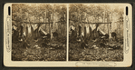 Trophies of the hunt in the Maine woods. [A deer hunters' camp showing men cooking and relaxing.]
