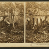 Trophies of the hunt in the Maine woods. [A deer hunters' camp showing men cooking and relaxing.]