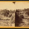 View from near side of the spring.