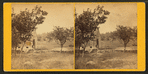 Barn and fruit trees.
