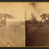 Barn and elms from east side of road.
