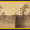 Walnut trees on pasture.