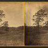 Walnut trees on pasture.