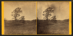 Walnut trees on pasture.