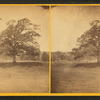 Old oak tree.