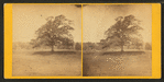 Old oak tree.