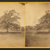 Old oak tree.