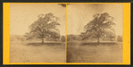 Old oak tree.