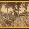 Farm house and rows of potatoes(?).]