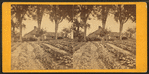 Farm house and rows of potatoes(?).