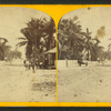 View of a street with coconut palms on both sides.]