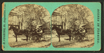 View of a mule cart with passengers.