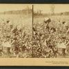 Cotton picking, Mississippi, U.S.A.