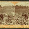 Picking cotton.