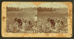 Picking cotton.