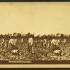 The cotton fields of the south. [Men picking cotton.]
