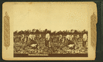 The cotton fields of the south. [Men picking cotton.]