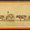 Uncle Lem out for a drive.  [Man in an oxcart.]