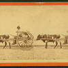 Uncle Lem out for a drive.  [Man in an oxcart.]