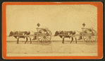 Uncle Lem out for a drive.  [Man in an oxcart.]