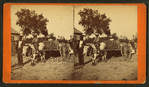 Transporting cotton in an oxcart.