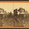 Cotton picking no. 1. [Woman carrying a bale of cotton on her head.]