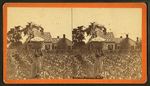 Cotton picking no. 1. [Woman carrying a bale of cotton on her head.]
