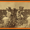 Picking cotton. [Women picking cotton.]