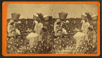 Picking cotton. [Women picking cotton.]