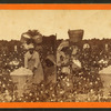 Picking cotton. [Women picking cotton.]
