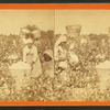 Picking cotton. [Women picking cotton.]