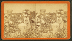 Picking cotton. [Women picking cotton.]
