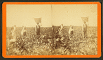 Picking cotton.