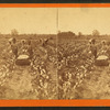 Women and children picking cotton.