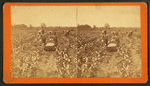 Women and children picking cotton.