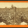 Picking cotton. [Woman resting in the field.]