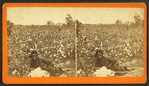 Picking cotton. [Woman resting in the field.]