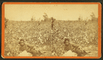 Plantation Scene. Picking cotton. [Woman resting in the field.]