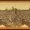 Plantation Scene. Picking cotton. [Woman resting in the field.]