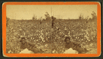Plantation Scene. Picking cotton. [Woman resting in the field.]