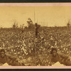 Picking cotton. [Woman resting in the field.]