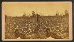 Picking cotton. [Woman resting in the field.]