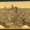 Plantation Scene. Picking cotton. [Woman resting in the field.]